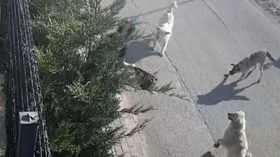 Bursa'da işe giden kadına sokak köpekleri saldırdı: Canını zor kurtardı