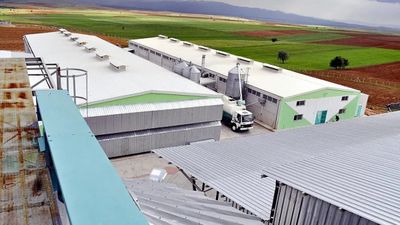 Afyonkarahisar'daki yumurta şirketine FETÖ soruşturması kapsamında kayyum atandı