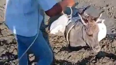 Kars’ta çamura saplanan eşek kurtarıldı