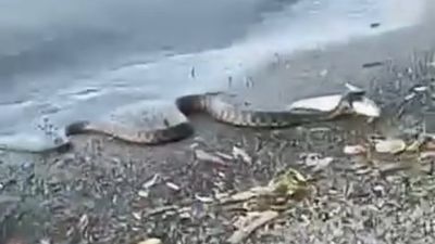 Elazığ'da yılanın balık avı kamerada