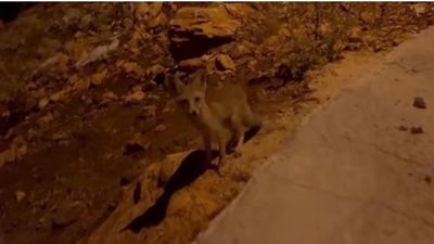 Antalya’da yanlarına gelen yavru tilkileri beslediler