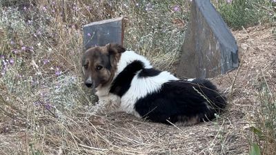 Hakkari'de vefat eden sahibinin mezarı başından ayrılmıyor