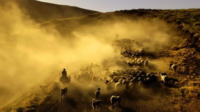 Bitlis'te sürülerin tozlu yolculuğu havadan görüntülendi
