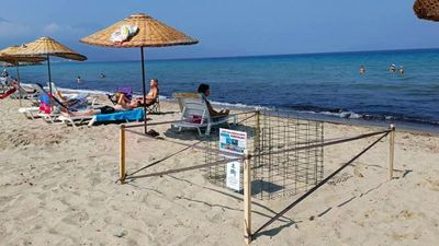 Kuşadası'nda yılın ilk caretta caretta yavruları sürpriz yuvadan çıktı