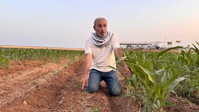 Şanlıurfa'da mısır tohumları arasındaki fark çiftçiyi kızdırdı: Hakkımı arayacağım