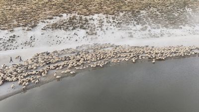 Nemrut Dağı, küçükbaş hayvanların yaz sıcağındaki serinleme durağı oldu