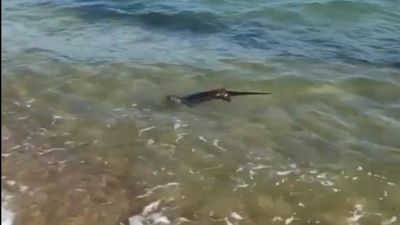 Edirne'de su samurunun deniz keyfi
