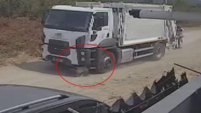 Sakarya'da ezerek öldürdükleri köpekleri çöp kamyonuna atıp götürdüler