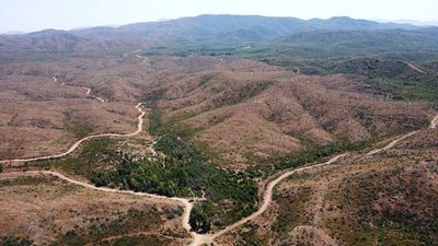 Marmaris'teki yangınlar sonrası doğa yeniden can buluyor