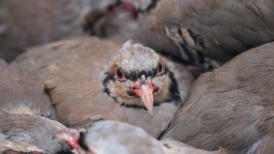 Kenelere karşı mücadele sürüyor: 1 milyona yakın keklik doğaya salındı