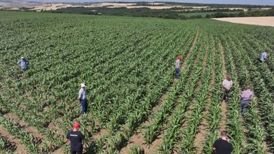 Edirne’de hasat başladı: 1 damla suya ihtiyaç duymadan yetiyor, eken köşeyi dönüyor
