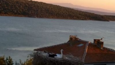 Bursa'da Yaren Leylek depremi önceden hissetti