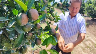 Adana'da rekor sıcaklıklar narenciye ürünlerinde yanıklar oluşturdu