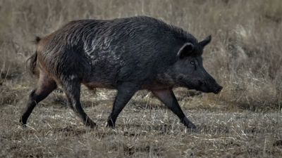 ABD'de mavi domuz eti yetkilileri harekete geçirdi: Eti yemeyin