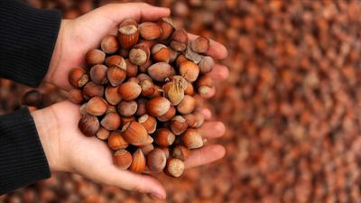 Ticaret borsalarında 11 ayda 637 bin 879 tonluk fındık işlem gördü