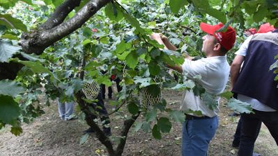 Trabzon’da örnek fındık bahçesinde Dünya Fındık Haftası coşkusu
