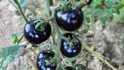 Hakkari Yüksekova'da siyah domates yetiştiriliyor