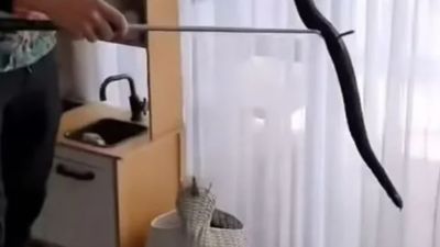 Avustralya'da oyuncak sepetinden yılan çıktı