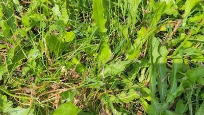 IQ testi: Yeşilliklere bakın, çekirgeyi yakalayın! Süper zeka olabilirsiniz...