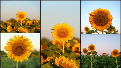 Uşak'ta ayçiçeği ekim alanı 5 yılda 4 kat arttı