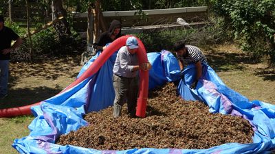 Ordu'da fındıkta patoz mesaisi başladı: Saatlik ücreti 4 bin 500 TL