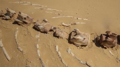 26 milyon yıllık keskin dişli balina türü Avustralya'da bulundu