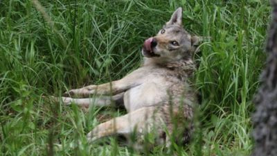 Kars'ta 50. kurda da uydu vericisi takıldı