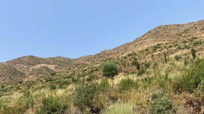 Muğla Marmaris'te yanan bölgeler yeniden yeşillendi