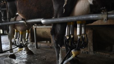 TÜİK açıkladı! Toplanan inek sütü miktarı haziranda arttı