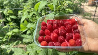 Isparta'da ahududu üretimi yaygınlaştı