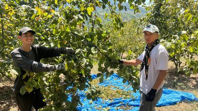 Zonguldak'ta fındık hasadı tırpan ücretleri rekor kırdı