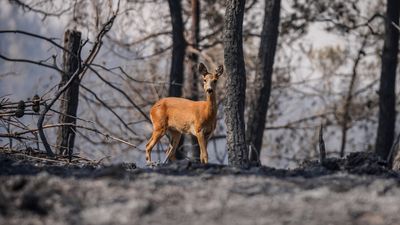 Çanakkale'deki yangında alevlerden kaçan karaca görüntülendi