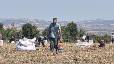 Bursa'da tarlasındaki patatesleri ücretsiz dağıttı