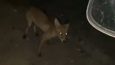 Bursa'da aracına yaklaşan tilkiyi cipsle besledi: İzleyenleri şaşkına çevirdi