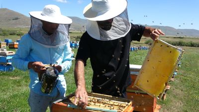 Ardahan'da coğrafi işaretli balın hasadı başladı
