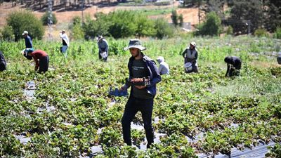 Kahramanmaraş'tan 50 ülkeye çilek ihracatı