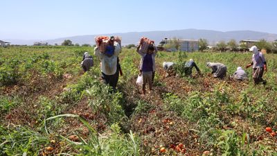 Aydın'da domates işçileri sıcaklarda saati 250 TL'ye ter döküyor