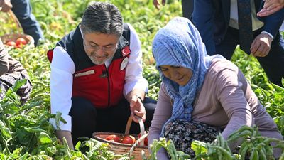 İbrahim Yumaklı hasada katıldı, üreticilerle domates topladı