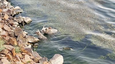 Nemrut Kalderası’nda ayılar hem yüzdü hem piknikçilere 'misafir' oldu