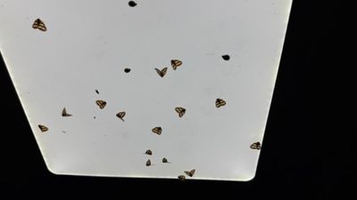 Rize’de 'vampir kelebek'ler evleri basıyor