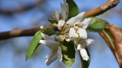 Şanlıurfa'da elma ağaçları ağustos ayında çiçek açtı
