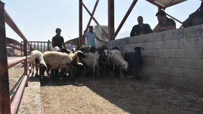 Van'da karantina tedbirlerinin kaldırılmasıyla hayvan pazarı yeniden açıldı