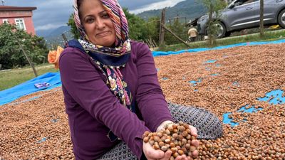 Ordu'da fındık üreticileri hasat sonrası kurutma mesaisinde
