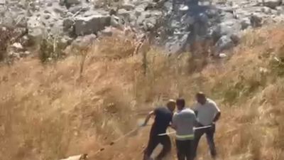 İstanbul Valiliği'nin 'sokak köpeği' genelgesi sonrası Esenyurt Belediyesi işe koyuldu