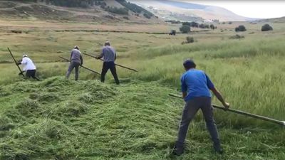 Ardahan'da çiftçilerin zorlu ot biçme mesaisi