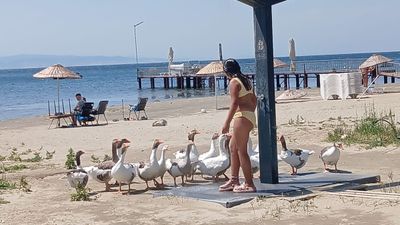 Balıkesir'de şartlı tahliye edilen kazlar tatilcilerin ilgi odağı oldu