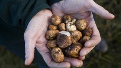 Eken köşeyi dönüyor! Yılda bir defa hasat veriyor, kilosu 3 bin TL’ye satılıyor