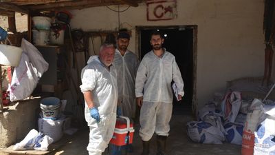 Gümüşhane'de şap hastalığıyla mücadele sürüyor