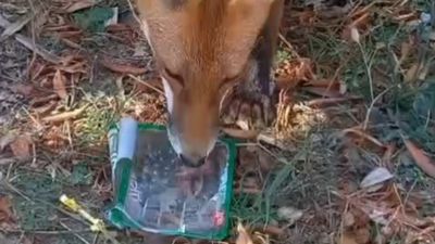 Tekirdağ'da sıcaktan bunalan tilkiye su ikramı