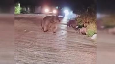 Uludağ'da çöplerin arasında yiyecek arayan ayı ailesi
